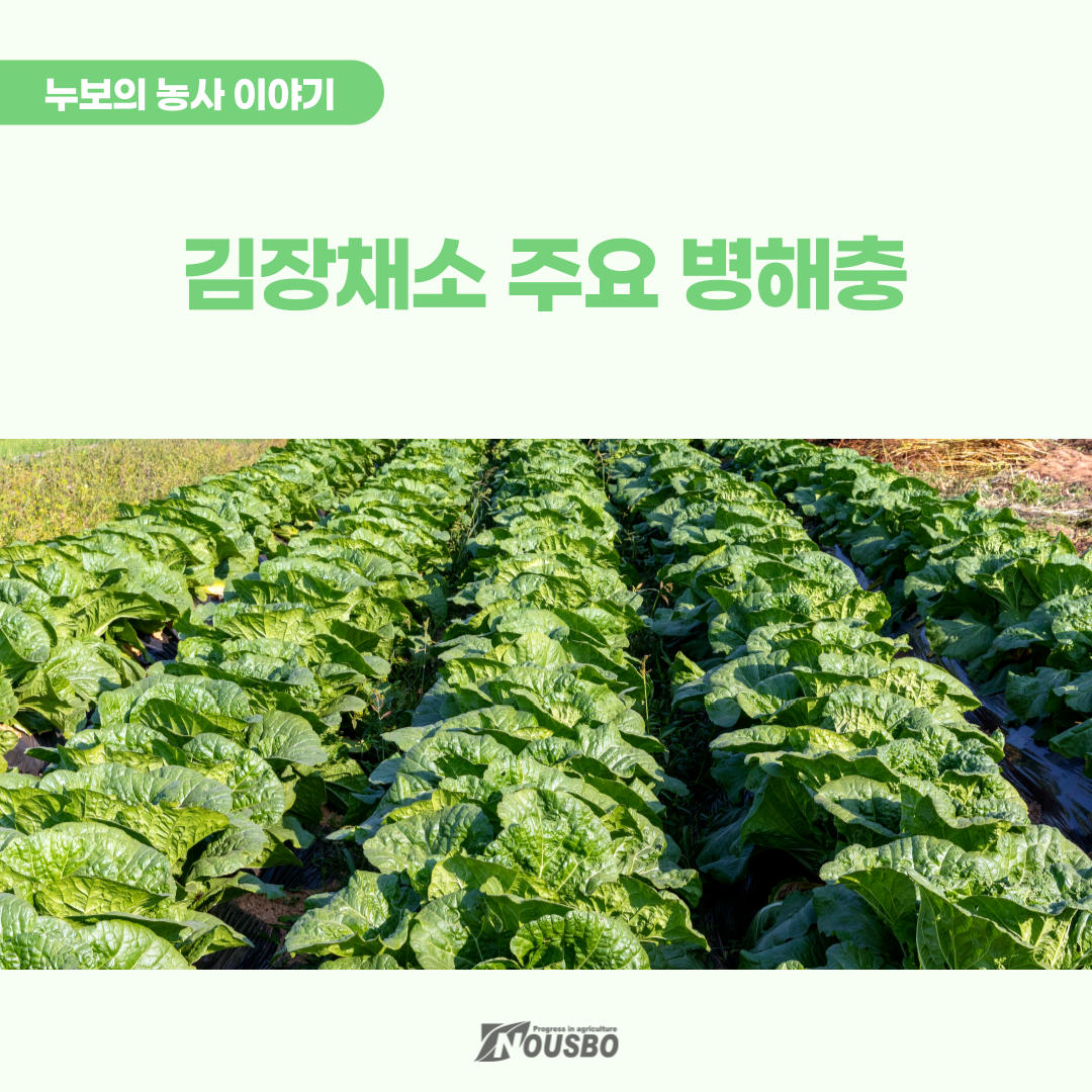농사이야기(김장채소)_001.png