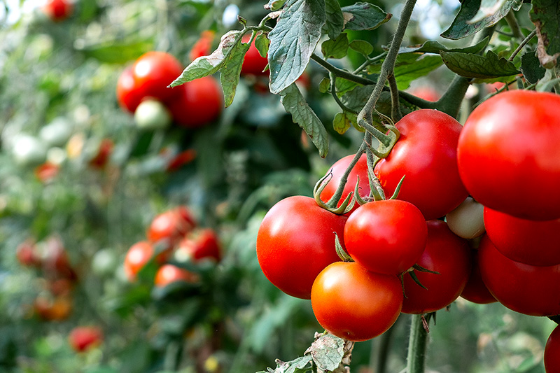 India_tomato_farm.jpg