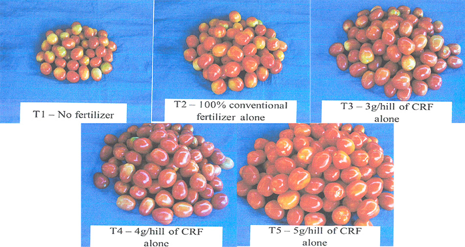 Yield quality of Tomato affected by various kinds of fertilizers.jpg