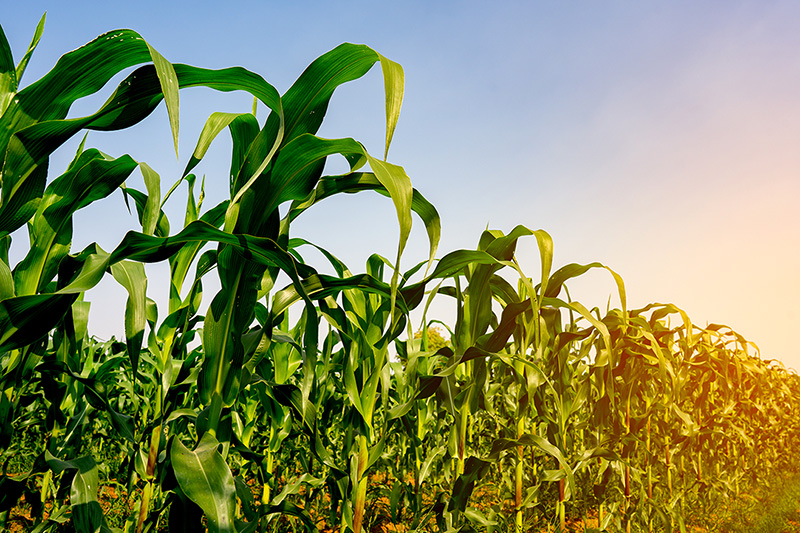 corn-farm.jpg
