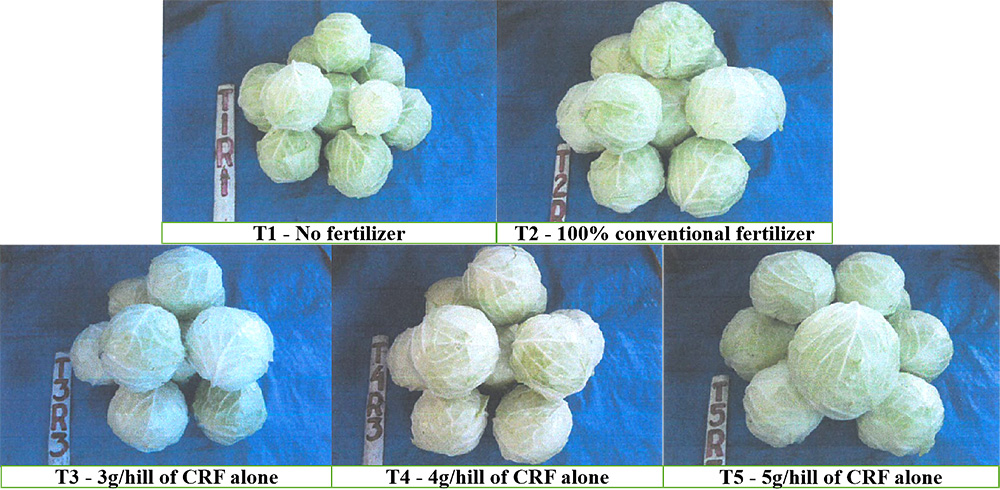 Yield quality of Cabbage affected by various kinds of fertilizers.jpg
