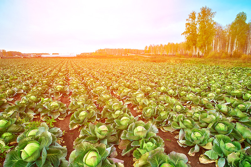 Cabbage field in Philippines.jpg