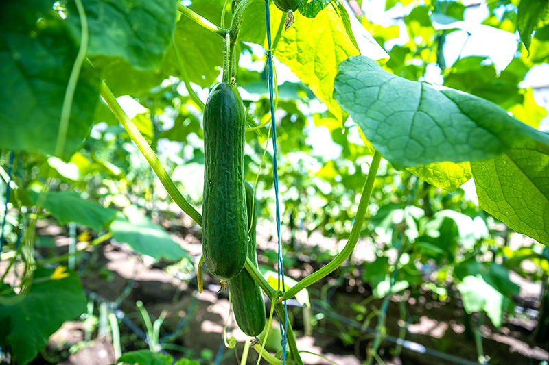 Cucumber farm.jpg