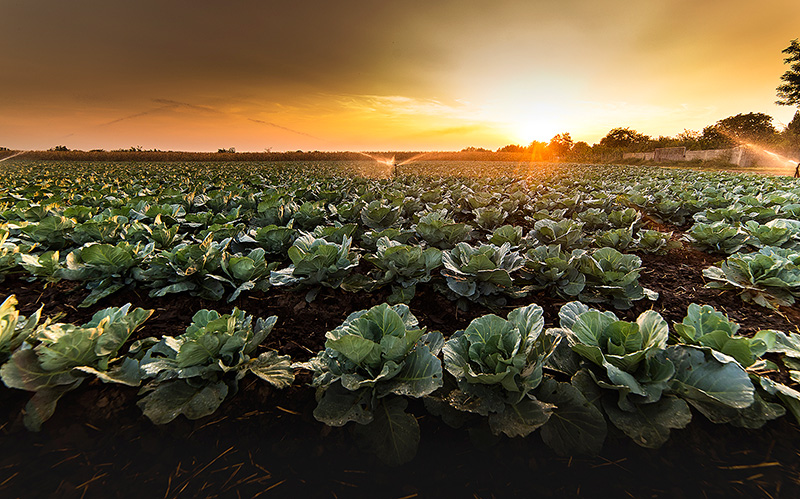 Cabbage-farm.jpg
