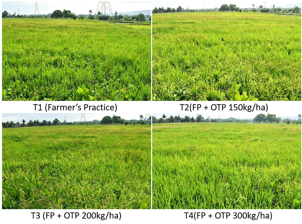 Yield quality of Rice affected by various kinds of fertilizers.jpg