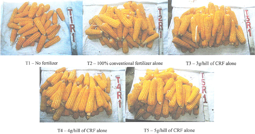 Yield quality of Corn affected by various kinds of fertilizers.jpg