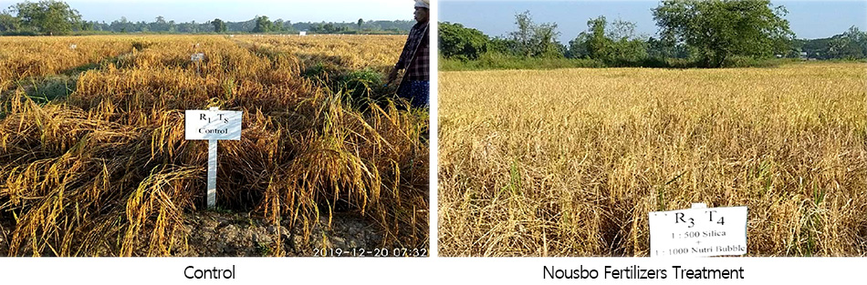 Rice lodging prevention by application of Nousbo fertilizers.jpg