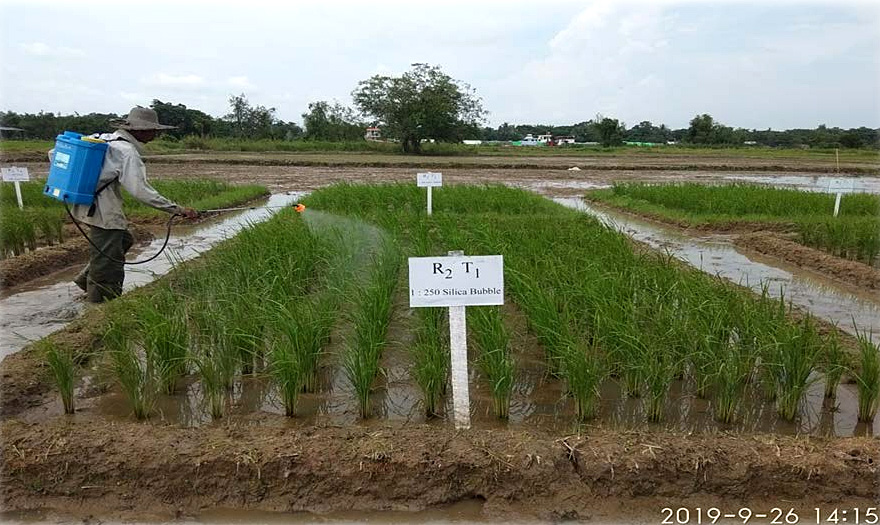 Rice field in Myanmar.jpg