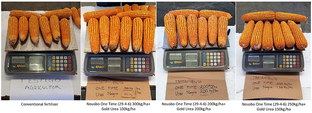 Yield quality of Corn affected by different treatments.jpg