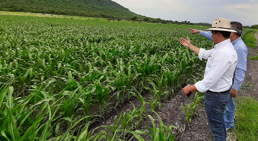 Corn farm in Mexico.jpg