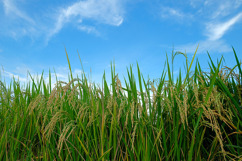 Rice field in Vietnam.jpg
