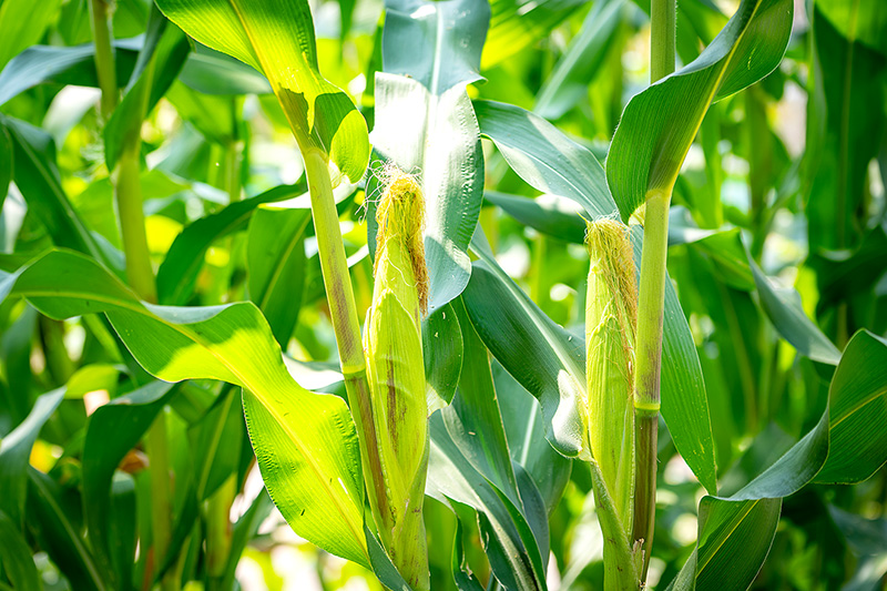 Corn field in India.jpg