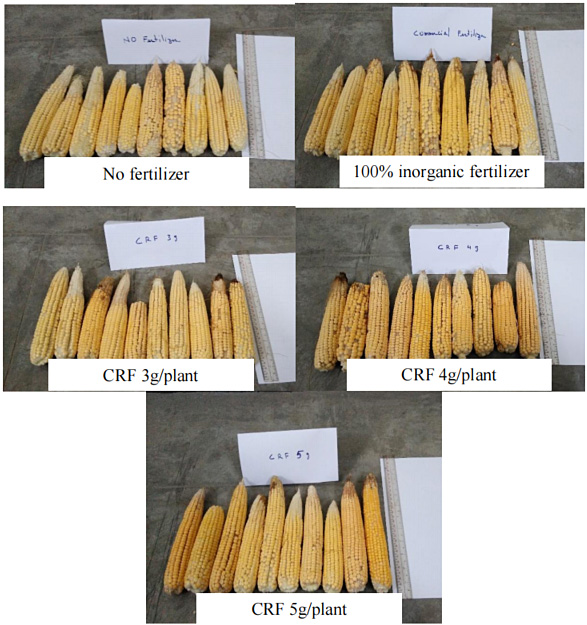 Yield quality of Corn affected by various kinds of fertilizers.jpg