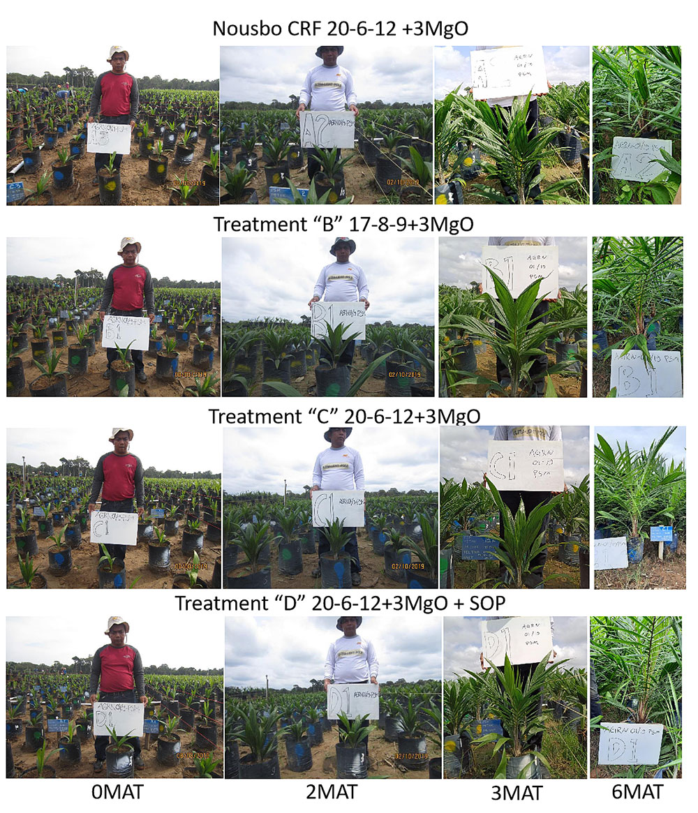 Yield quality of Oil Palm Trees affected by various kinds of fertilizers.jpg