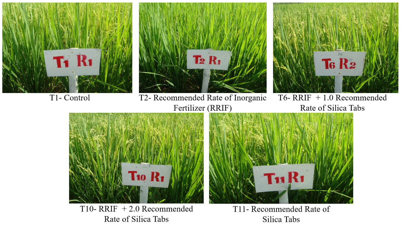 Yield quality of Rice affected by various kinds of fertilizers.png